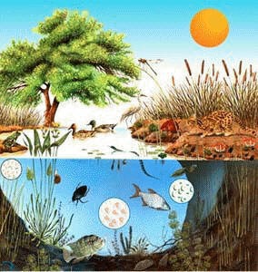 Elementos con y sin vida de un ecosistema