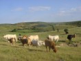 /album/fotogaleria%3a-clase-n%c2%b05/a258541-ahigal-animales-en-su-habitat-natural-jpg/