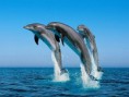 /album/fotogaleria%3a-clase-n%c2%b05/dae976e9a45a7c0d8ddaa5ee75fd2d97o-jpg/
