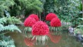 /album/fotogaleria%3a-clase-n%c2%b051/plantas-acuaticas-jpg/