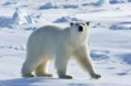 /album/fotogaleria%3a-clase-n%c2%b06-/a700px-polarbear44-jpg/
