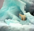 /album/fotogaleria%3a-clase-n%c2%b06-/oso-polar-jpg1/