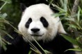 /album/fotogaleria%3a-clase-n%c2%b08-/animais-herbivoros-02-jpg/
