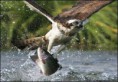 /album/fotogaleria%3a-clase-n%c2%b08-/animales-comer-comiendo-aguila-pescando-jpg/