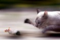 /album/fotogaleria%3a-clase-n%c2%b08-/animales-comer-comiendo-gato-raton-jpg/