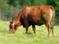 /album/fotogaleria%3a-clase-n%c2%b08-/vaca-rubia-galega-oroso-1-jpg/