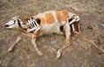 /album/fotogaleria%3a-clase-n%c2%b010-/a11926456-dead-animals-in-the-arid-steppe-jpg/