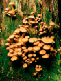 /album/fotogaleria%3a-clase-n%c2%b010-/a02-fungi2-png/